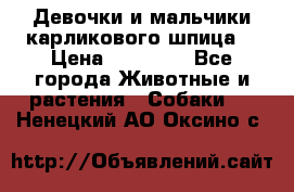 Девочки и мальчики карликового шпица  › Цена ­ 20 000 - Все города Животные и растения » Собаки   . Ненецкий АО,Оксино с.